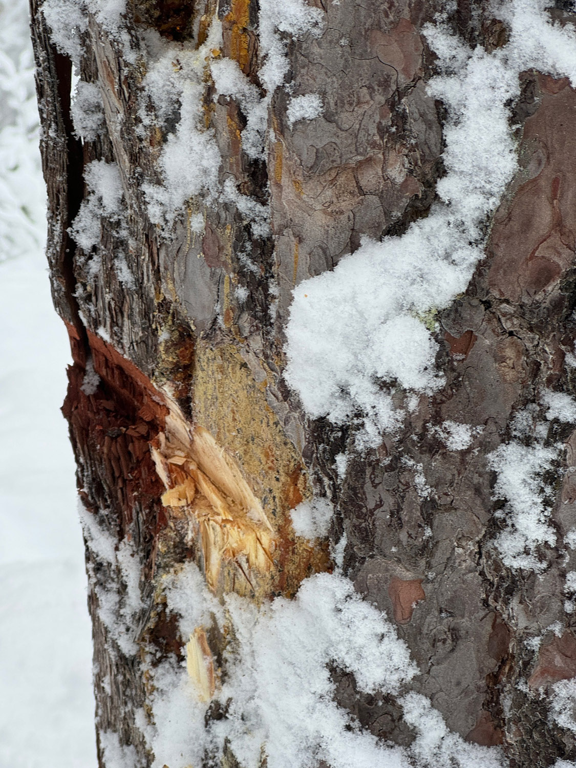 Blinking av trær i Trøndelag, november 2024. Foto: Glenn Løken